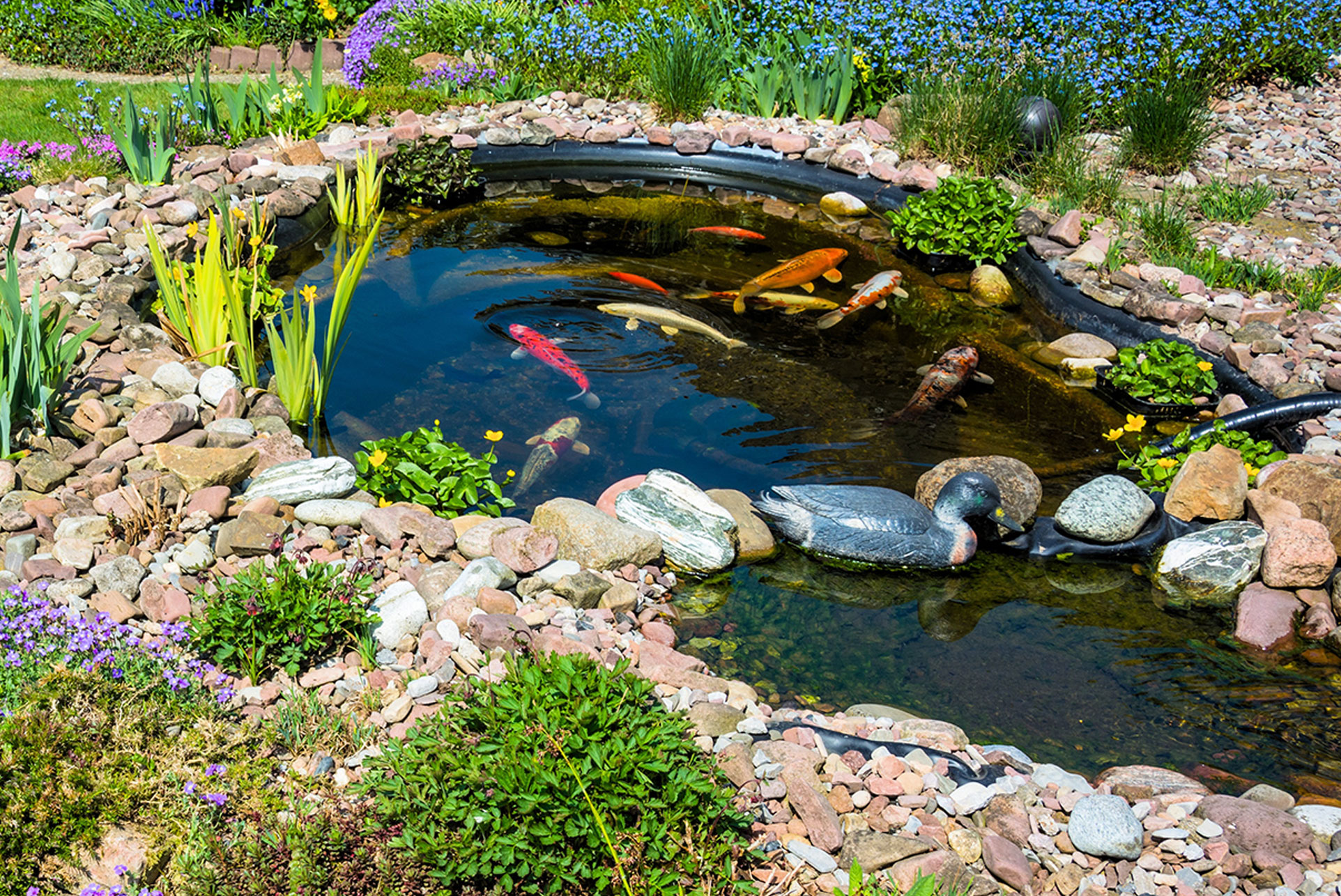 A&A Koi Ponds Project 4